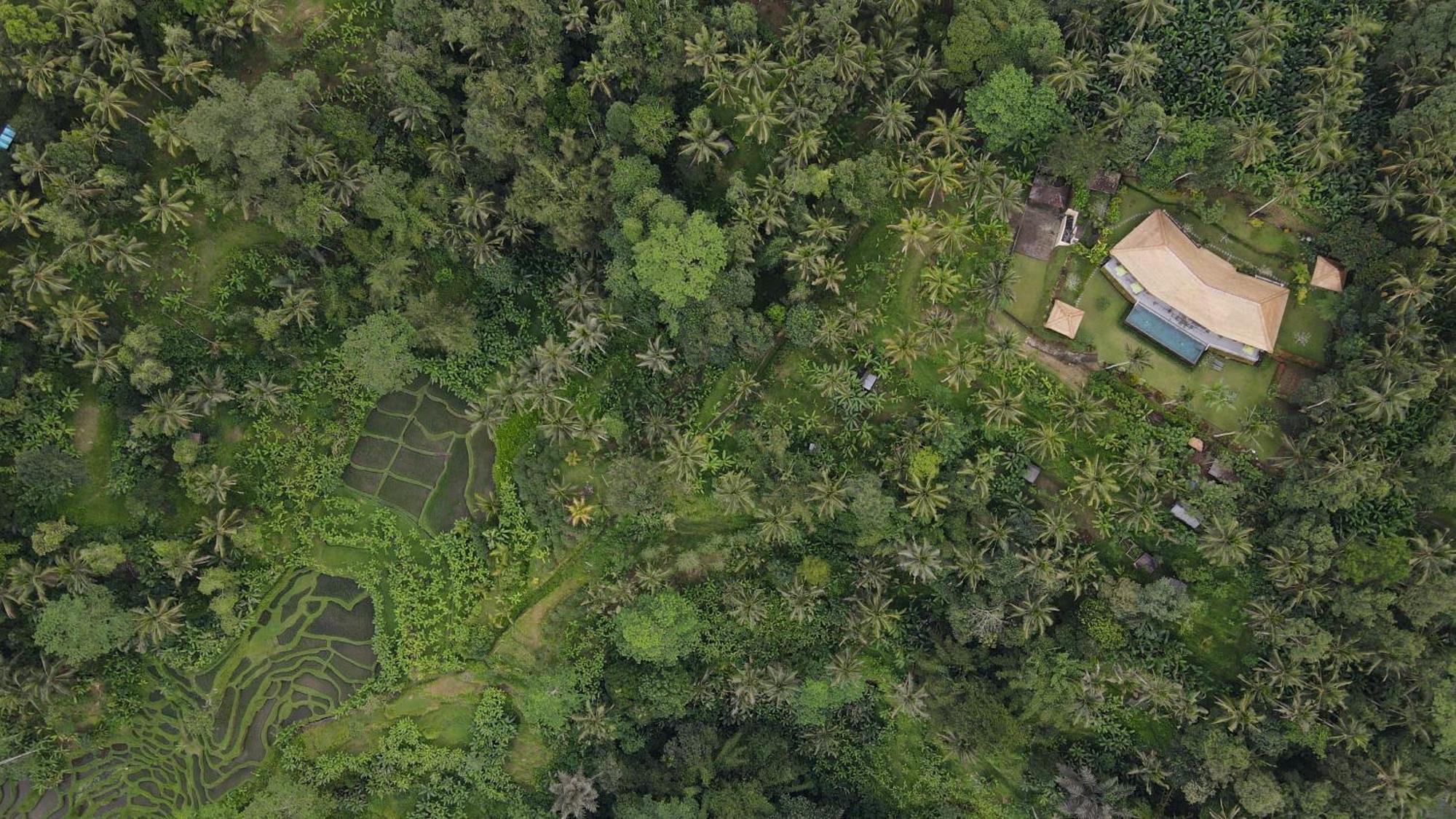 Villa Themma Jungle - Sumptuous 3Br Luxury Villa With Majestic Jungle View North Of Ubud Экстерьер фото
